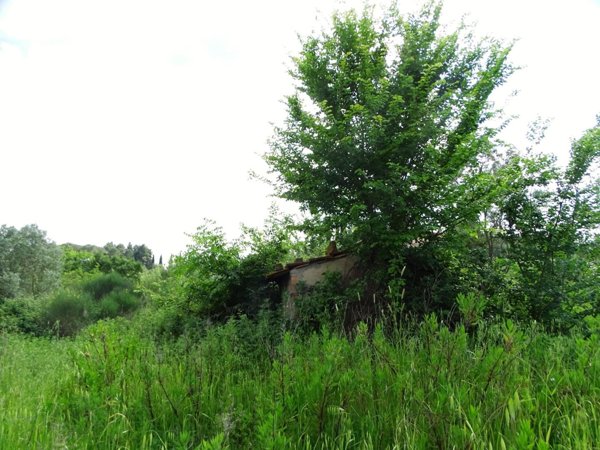 terreno agricolo in vendita a San Miniato