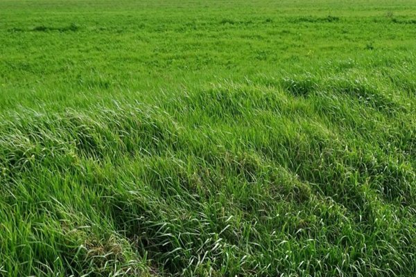 terreno agricolo in vendita a San Miniato