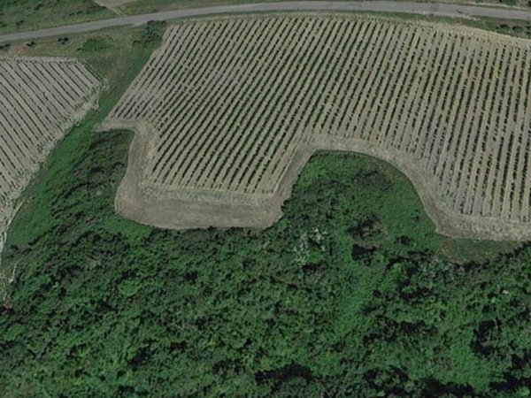 terreno agricolo in vendita a San Miniato in zona La Scala
