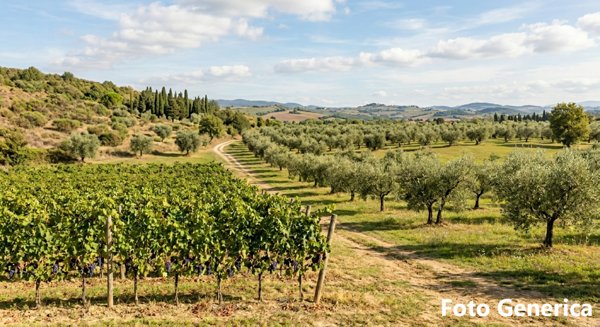 terreno agricolo in vendita a San Miniato in zona La Scala