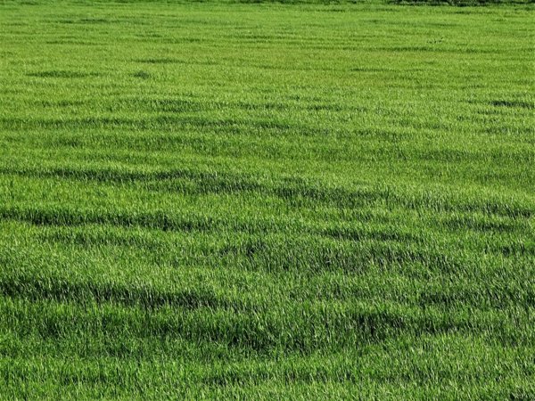 terreno agricolo in vendita a San Miniato
