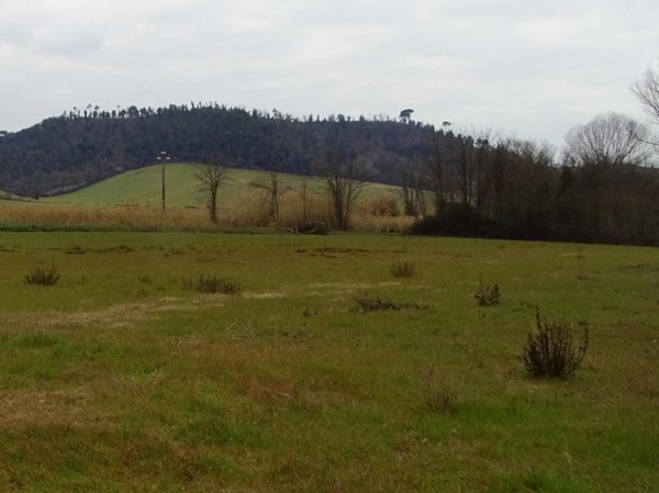 terreno agricolo in vendita a San Miniato