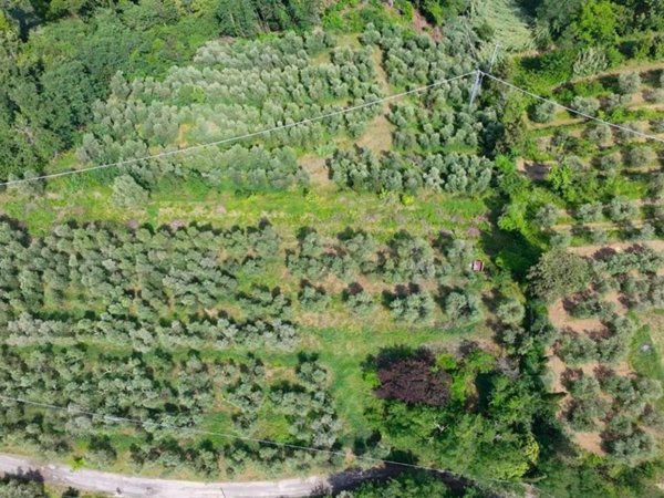 terreno agricolo in vendita a San Miniato in zona Cigoli
