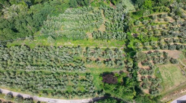terreno agricolo in vendita a San Miniato