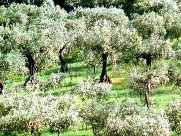 terreno agricolo in vendita a San Miniato