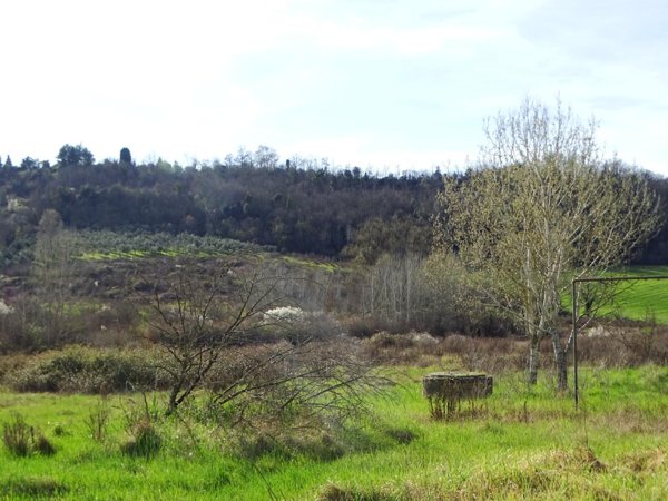 azienda agricola in vendita a San Miniato