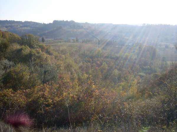 terreno agricolo in vendita a San Miniato