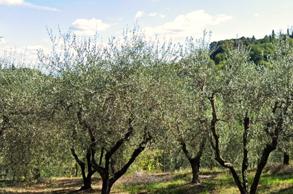 terreno agricolo in vendita a San Miniato in zona San Miniato Alto