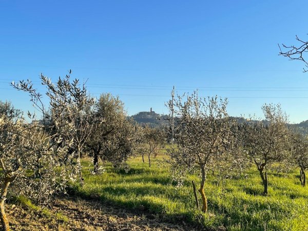 terreno agricolo in vendita a San Miniato in zona San Miniato Basso