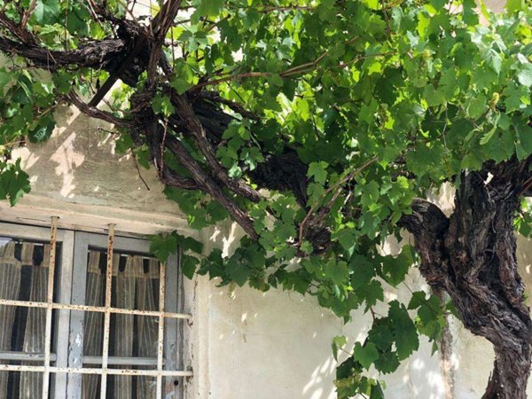 intera palazzina in vendita a Santa Croce sull'Arno in zona Staffoli