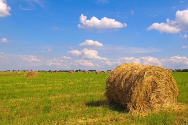 terreno agricolo in vendita a Santa Croce sull'Arno