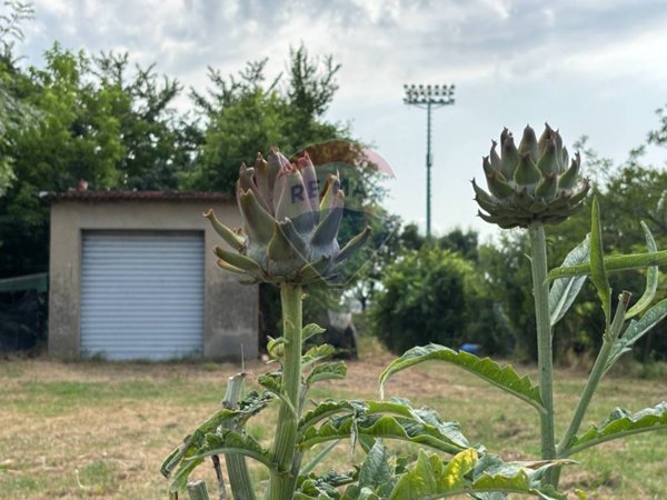 terreno agricolo in vendita a Santa Croce sull'Arno