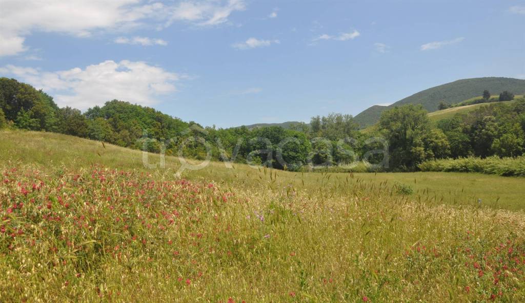 terreno agricolo in vendita a Santa Luce in zona Pomaia