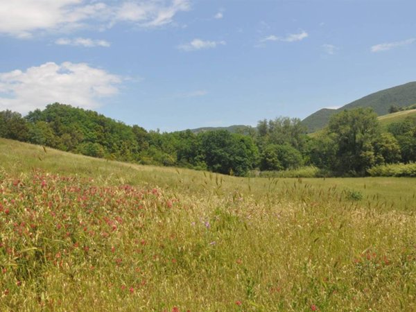 terreno agricolo in vendita a Santa Luce in zona Pomaia