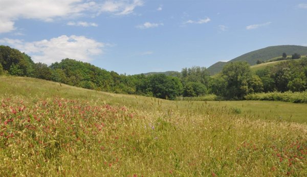 terreno agricolo in vendita a Santa Luce in zona Pomaia