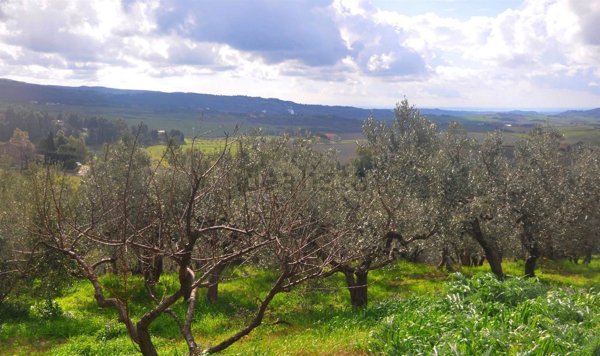terreno agricolo in vendita a Santa Luce in zona Pastina