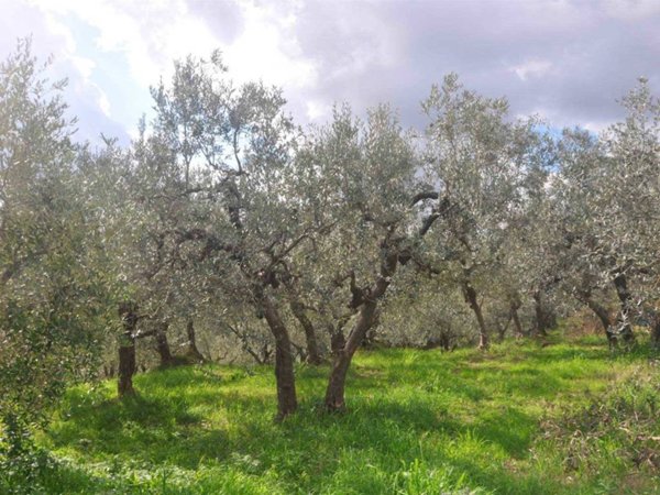 terreno agricolo in vendita a Santa Luce in zona Pastina