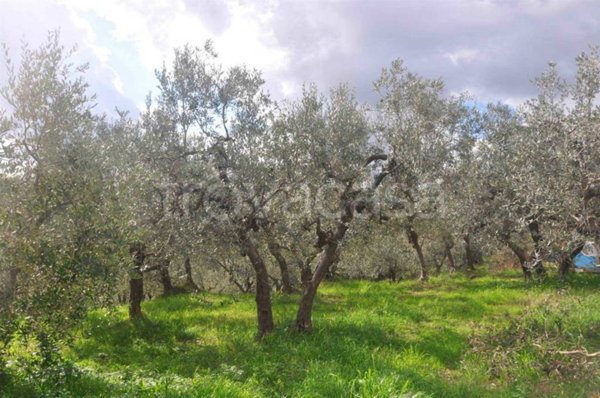 terreno agricolo in vendita a Santa Luce in zona Pastina