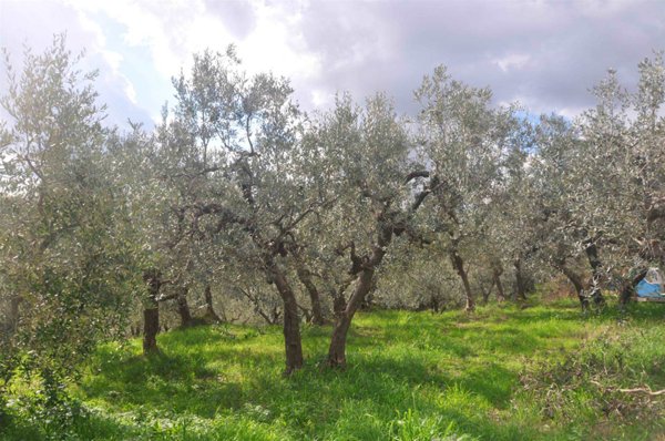 terreno agricolo in vendita a Santa Luce in zona Pastina
