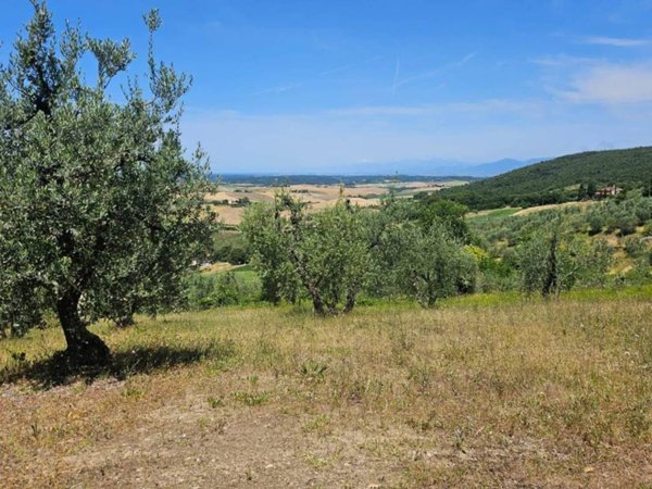 terreno agricolo in vendita a Santa Luce