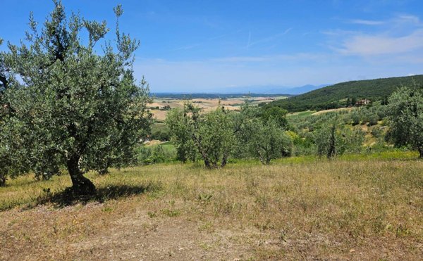 terreno agricolo in vendita a Santa Luce
