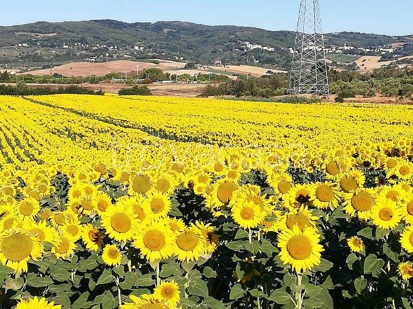 appartamento in vendita a Santa Luce