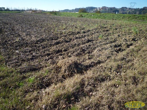 terreno agricolo in vendita a Santa Maria a Monte