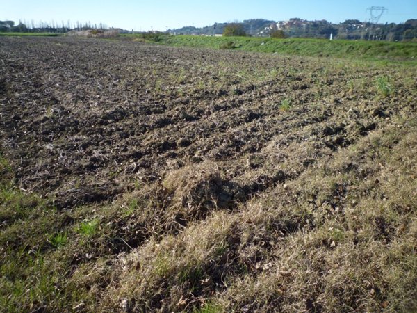 terreno agricolo in vendita a Santa Maria a Monte