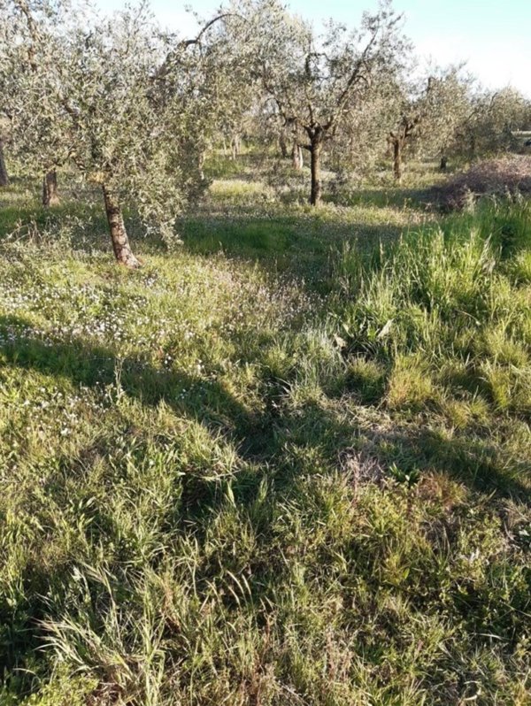 terreno agricolo in vendita a Santa Maria a Monte in zona Montecalvoli