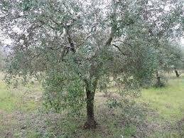 terreno agricolo in vendita a Santa Maria a Monte