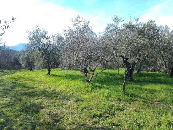 terreno agricolo in vendita a Santa Maria a Monte in zona Montecalvoli