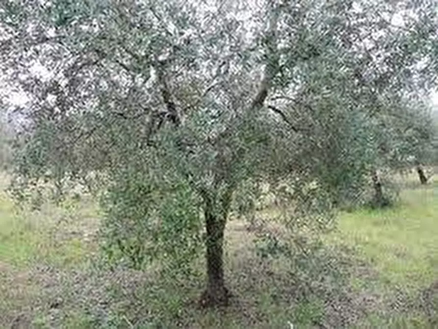 terreno agricolo in vendita a Santa Maria a Monte
