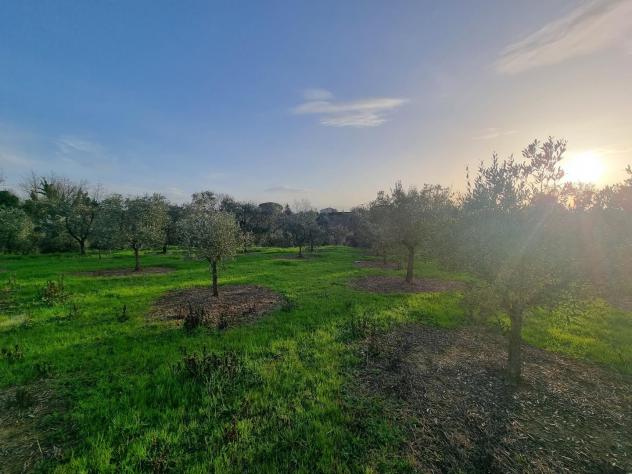 terreno agricolo in vendita a Santa Maria a Monte in zona Cerretti