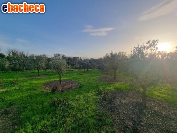terreno agricolo in vendita a Santa Maria a Monte in zona Cerretti