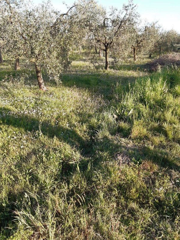 terreno agricolo in vendita a Santa Maria a Monte in zona Montecalvoli