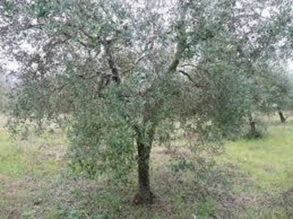 terreno agricolo in vendita a Santa Maria a Monte in zona Cerretti