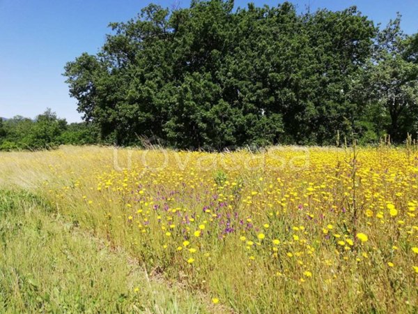 terreno agricolo in vendita a Santa Maria a Monte in zona Cerretti