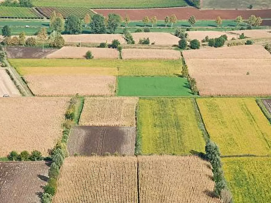 terreno agricolo in vendita a Santa Maria a Monte in zona Montecalvoli