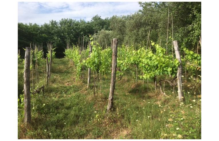 terreno agricolo in vendita a Santa Maria a Monte