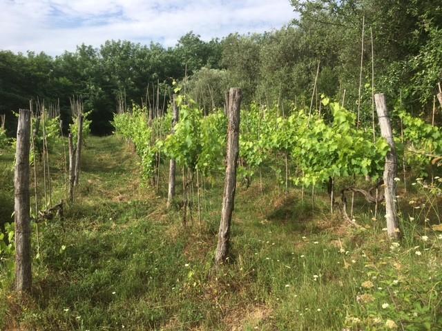 terreno agricolo in vendita a Santa Maria a Monte
