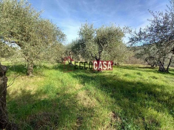 terreno agricolo in vendita a Terricciola