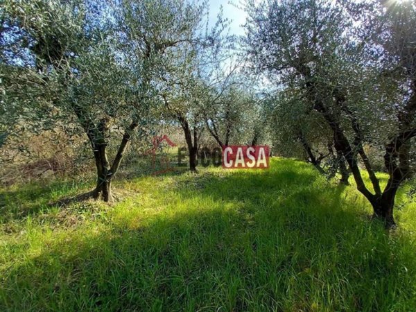 terreno agricolo in vendita a Terricciola in zona Morrona