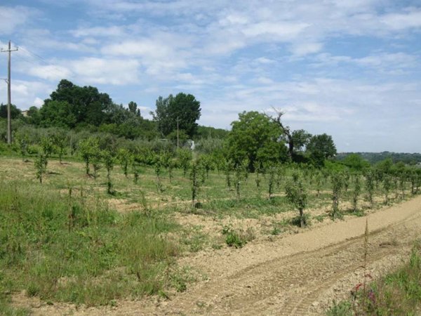 terreno agricolo in vendita a Terricciola