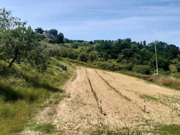 terreno agricolo in vendita a Terricciola