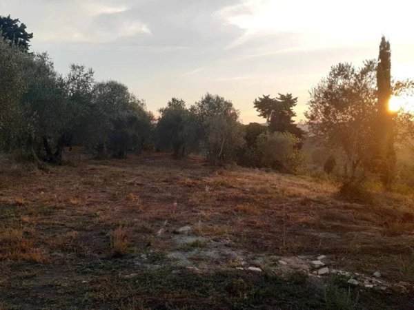 terreno agricolo in vendita a Terricciola in zona Soiana
