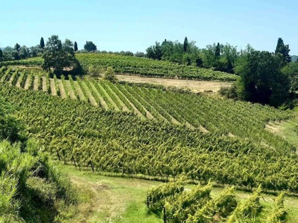 terreno agricolo in vendita a Terricciola in zona Soianella