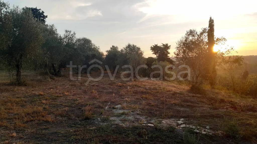 terreno agricolo in vendita a Terricciola in zona Soiana