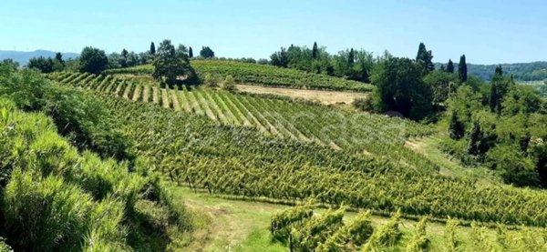 terreno agricolo in vendita a Terricciola
