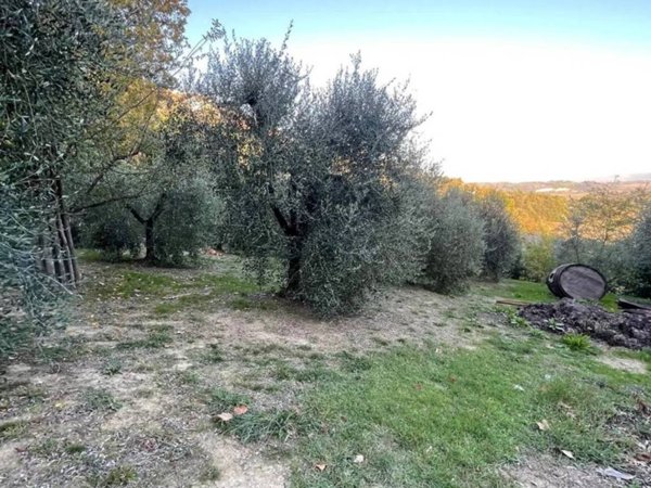 terreno agricolo in vendita a Terricciola