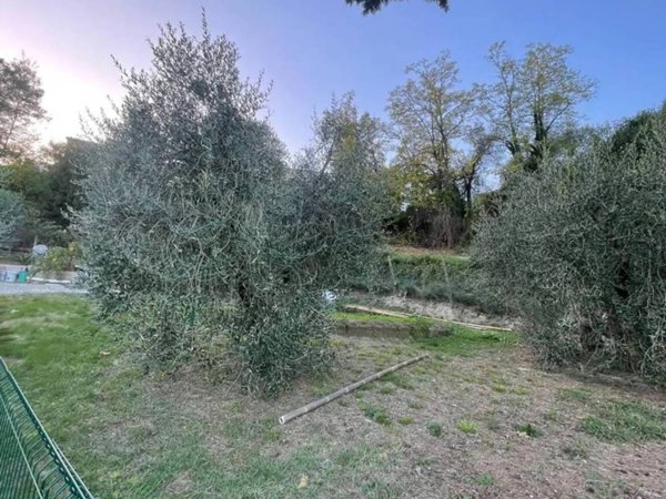 terreno agricolo in vendita a Terricciola